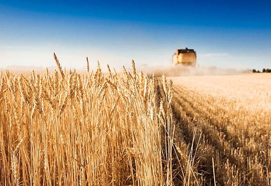 GMP+ w transporcie zbóż i pasz - wymagania systemu bezpieczeństwa