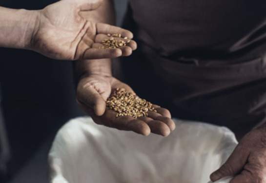 Szkolenie dot. wymagań systemu GMP+ i audytowania wewnętrznego GMP+ FSA i FRA